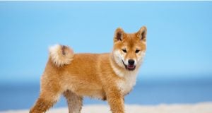 Shiba Inu Cost: How Much Does It Cost To Raise a Shiba Inu Puppy Shiba Inu Cost Featured Image