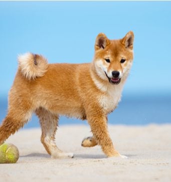 Shiba Inu Cost: How Much Does It Cost To Raise a Shiba Inu Puppy Shiba Inu Cost Featured Image