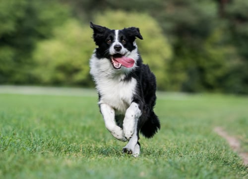 border collie healthiest small and medium dog breeds