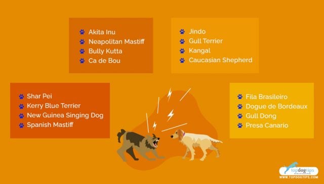 Petfighting Ranks 15 Most Popular Fighting Dog Breeds (and why they're good at fighting)