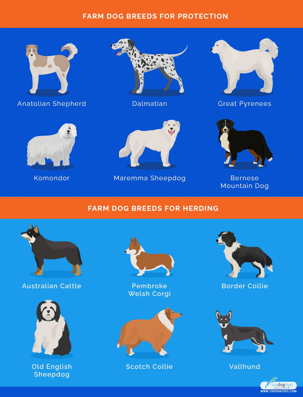 is there a such thing as a farm dog breed