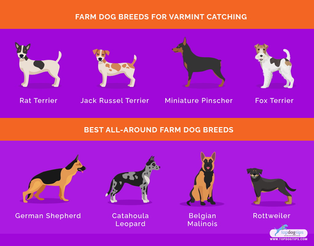 Top best sale farm dogs