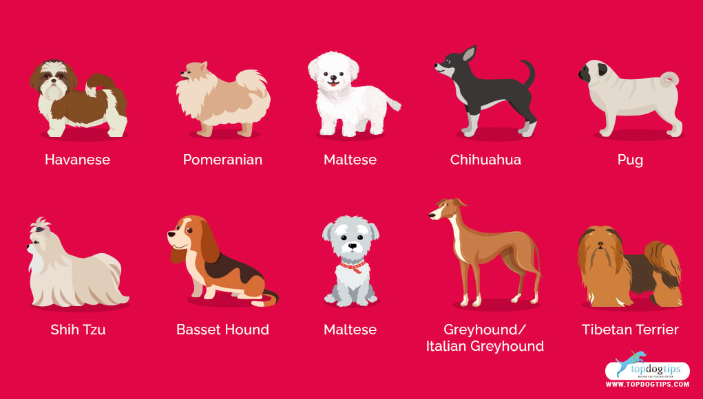 what are the laziest dog breeds