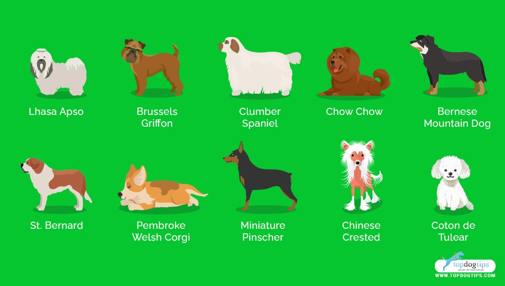 Lazy Dog Breeds