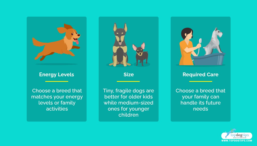 35 best small dog breeds sale