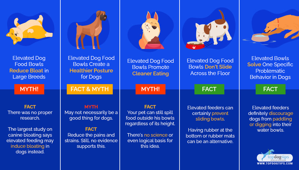 5 Benefits of Elevated Food Bowls for Dogs: Myths or Facts?