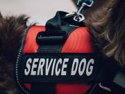 5 Best Service Dog Vests and Harnesses for Working Dogs 5 Best Service Dog Vests and Harnesses for Working Dogs