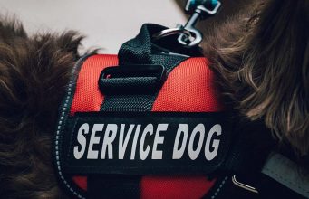 5 Best Service Dog Vests and Harnesses for Working Dogs 5 Best Service Dog Vests and Harnesses for Working Dogs