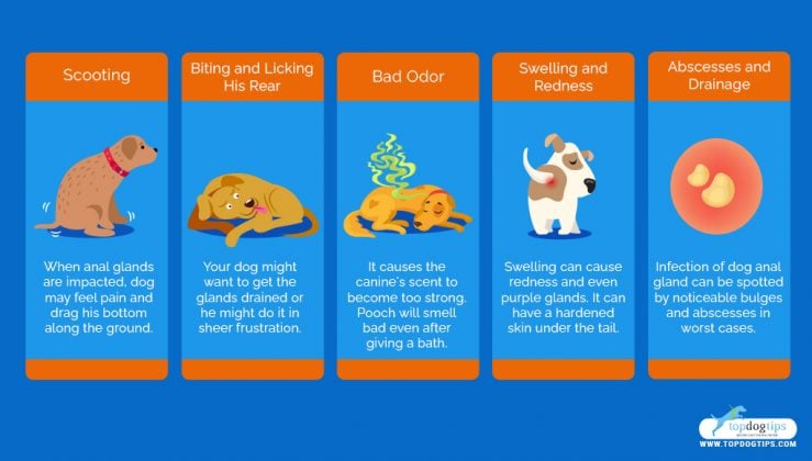 Picture of Dog Anal Glands Problems: Signs, Causes, and Treatments
