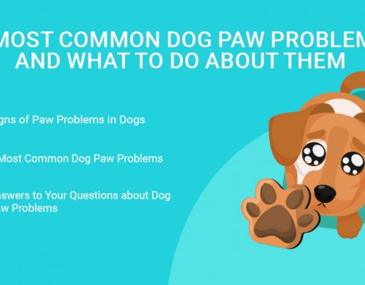 7 Most Common Dog Paw Problems and What to Do About Them Dog Paw Problems