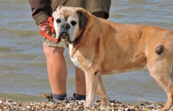 TOP #128: Everything You Need to Know About Canine Cancer Canine Cancer