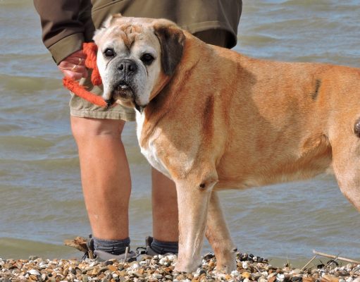 TOP #128: Everything You Need to Know About Canine Cancer Canine Cancer