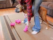 DIY Dog Boots: How To Make Them Without Sewing DIY Dog Boots