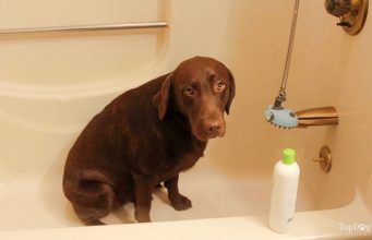DIY Dog Conditioner: 3 Safe Recipes DIY Dog Conditioner