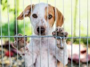 DIY Dog Fence: How To Make One DIY Dog Fence