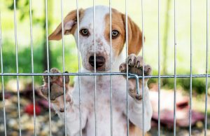 DIY Dog Fence: How To Make One DIY Dog Fence