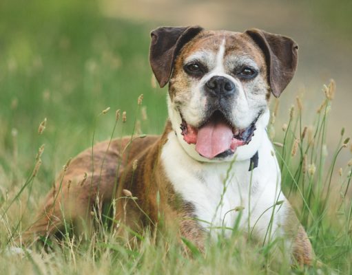 TOP #127: How To Care for Senior Pets senior dog