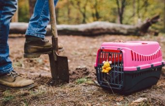 TOP #126: How To Prepare for the Passing of A Pet How To Prepare for the Passing of A Pet