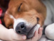 Most Common Dog Breeds Prone to Seizures Most Common Dog Breeds Prone to Seizures featured image