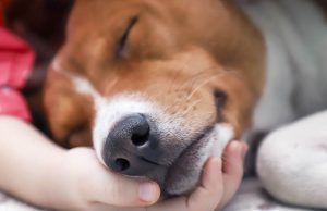 Most Common Dog Breeds Prone to Seizures Most Common Dog Breeds Prone to Seizures featured image