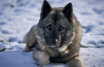 6 Cool and Popular Norwegian Dog Breeds You Should Meet Norwegian Dog Breeds