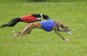 7 Racing Dog Breeds That Can Steal Your Heart Fast! Racing Dog Breeds