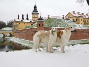 5 Russian Dog Breeds That Might Interest You Russian Dog Breeds