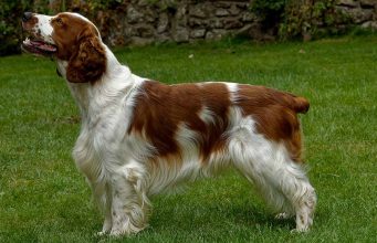 11 Most Popular Spaniel Dog Breeds You Should Adopt Spaniel Dog Breeds