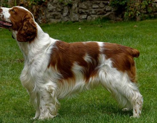 11 Most Popular Spaniel Dog Breeds You Should Adopt Spaniel Dog Breeds
