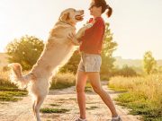 How To Stop A Dog From Jumping how to stop a dog from jumping