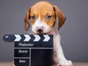 TOP #129: Making The Dog Doc Film featuring Cindy Meehl