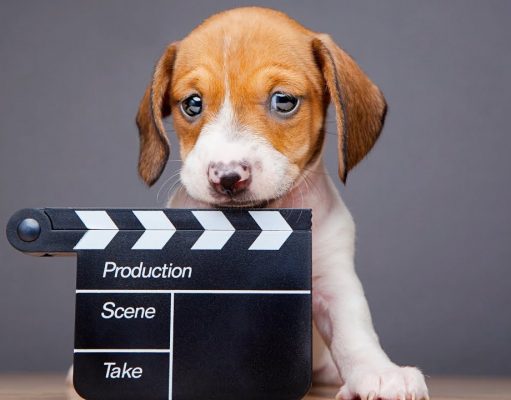 TOP #129: Making The Dog Doc Film featuring Cindy Meehl