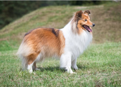 Prettiest Dog Breeds Collie