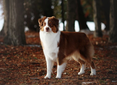 Prettiest Dog Breeds Australian Shepherd