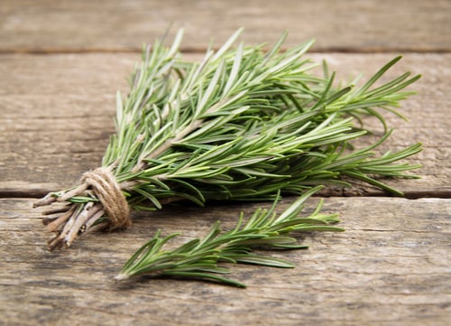 dog tick home remedies rosemary