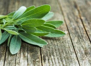 herbal remedies for dogs sage