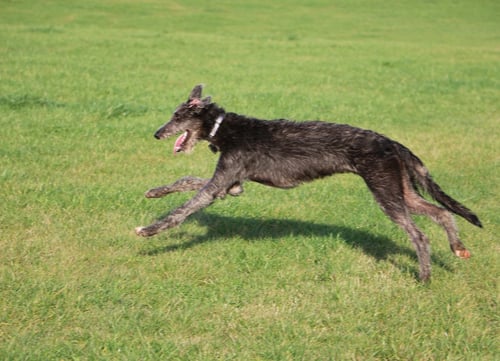 Racing Dog Scottish Deerhound