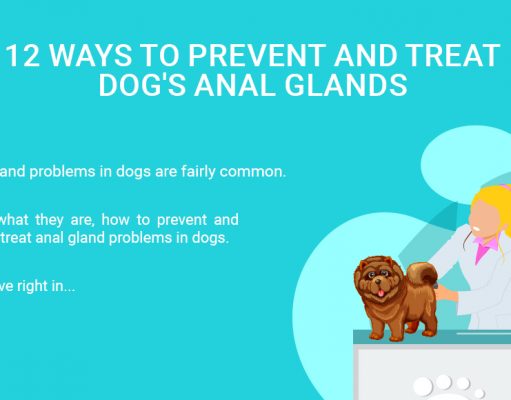 Dog Anal Glands: 12 Preventions and Treatments (Video Included) Treat Dog's Anal Glands