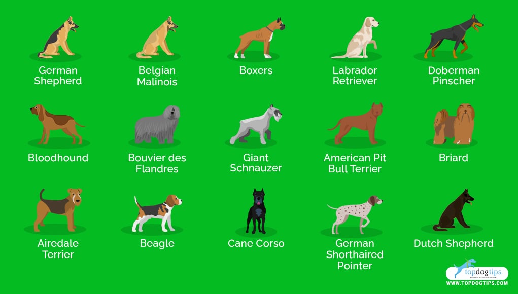 what breeds of dogs are used for police