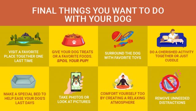 15 Ways to Spend Last Days With Your Dying Dog & Minimize the Pain