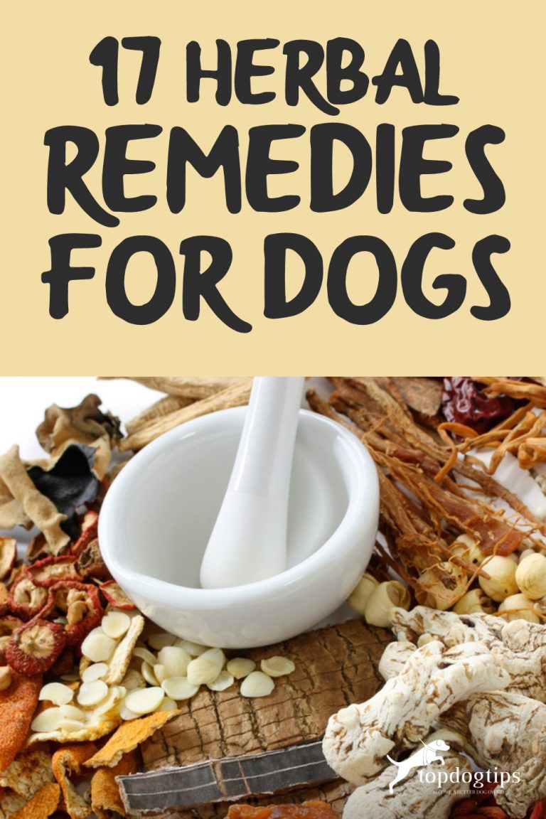 17 Herbal Remedies for Dogs Top Dog Tips