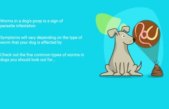 4 Common Types of Worms in Dog Poop Worms in Dog Poop