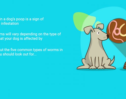 4 Common Types of Worms in Dog Poop Worms in Dog Poop