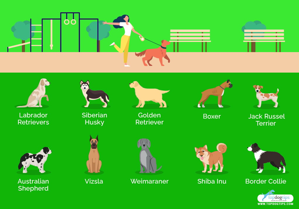 which dog breeds are the nicest