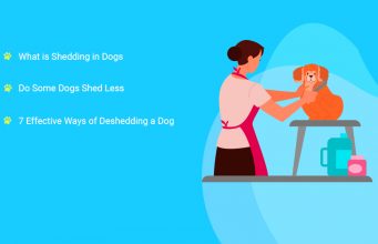 7 Ways of Deshedding a Dog 7 Ways of Deshedding a Dog
