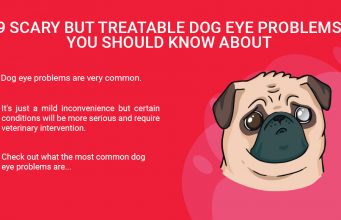 9 Most Common Dog Eye Problems To Watch Out For Dog Eye Problems