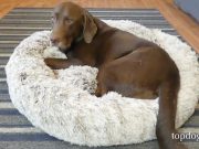 Review: BingoPaw Donut-Shaped Dog Bed BingoPaw Donut-Shaped Dog Bed