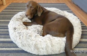 Review: BingoPaw Donut-Shaped Dog Bed BingoPaw Donut-Shaped Dog Bed