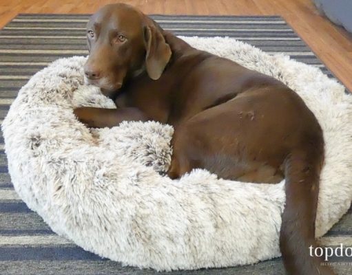 Review: BingoPaw Donut-Shaped Dog Bed BingoPaw Donut-Shaped Dog Bed