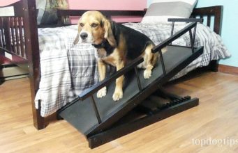 Review: Chasing Tails Adjustable Height Dog Ramp Chasing Tails Height Adjustable Dog Ramp